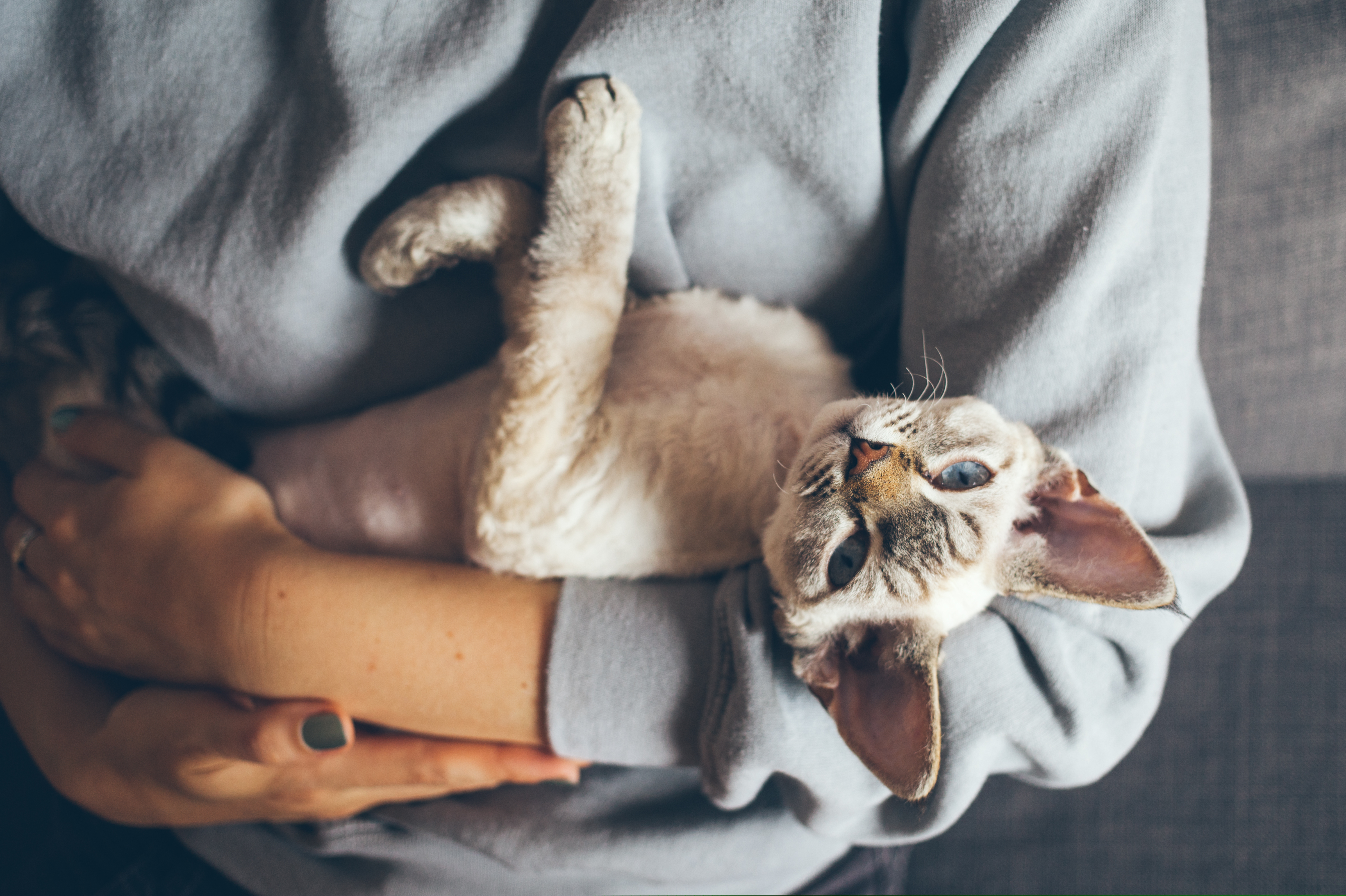 Mon chat s’ennuie signes et solutions